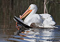 Pelecanus erythrorhynchos